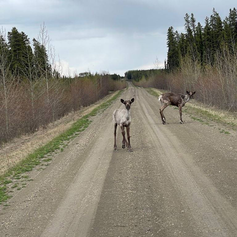 Caribou