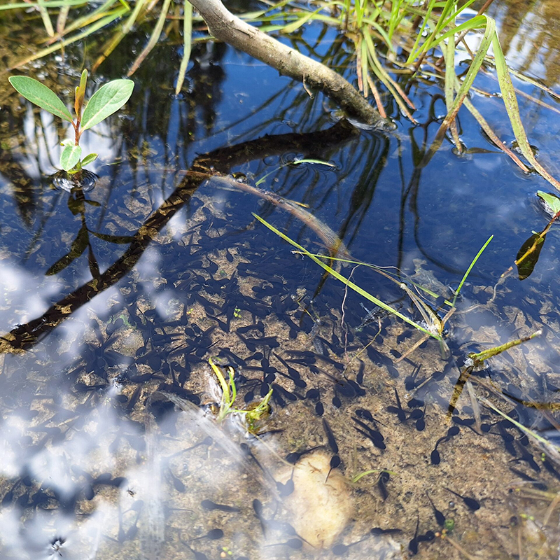 Cluster-of-Tadpoles-scaled