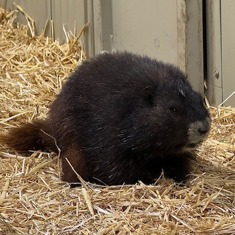 Marmot-1